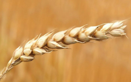 Казахстан хочет до 1 млн тонн довести экспорт зерна в Китай