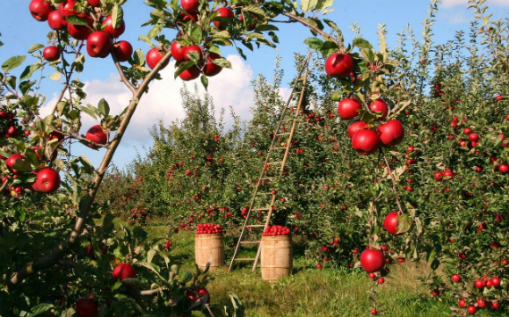 В Алматинской области планируют высадить интенсивный фруктовый сад площадью на 1000 га