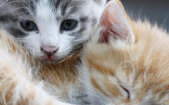 В Республике Казахстан разработали первую в стране коронавирусную вакцину для кошек