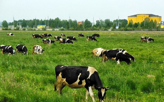 Власти Казахстана обсудили вопросы развития животноводства