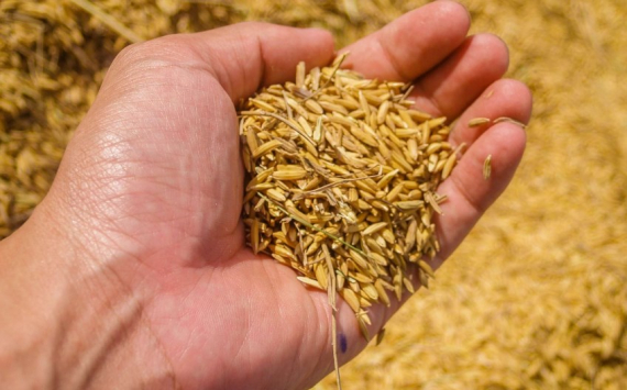 В Казахстане аграриям на закупку семян выделили субсидии на 11,8 млрд тенге