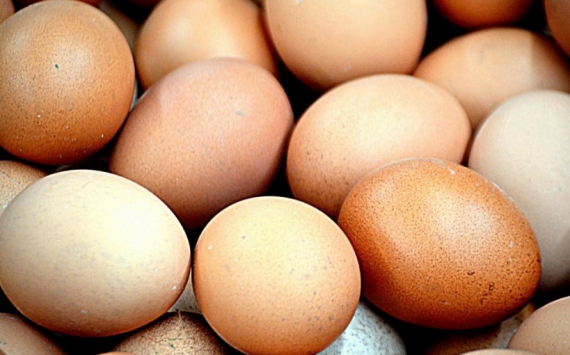 В Казахстане производители яиц получат субсидии в размере 6,5 млрд тенге