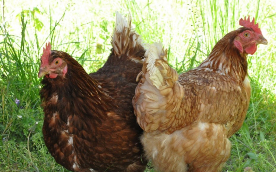 В Казахстане стремительно дорожает куриная продукция