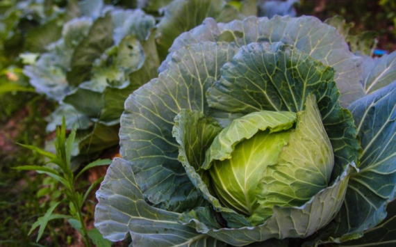 В Шымкенте разработали новую технологию выращивания овощей