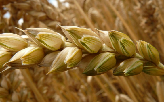 Казахстан из-за плохого урожая сократит экспорт зерна
