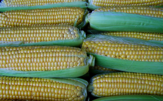 В Казахстане у фермеров выкупят непроданный урожай кукурузы