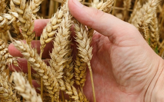 Жумангарин: Казахстан должен перейти от продажи зерна к готовой продукции